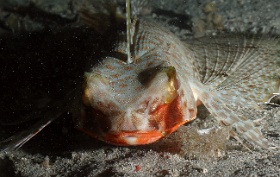 Komodo 2016 - Helmut gurnard - Grondin volant rouge - Dactyloptena orientalis - IMG_6836_rc